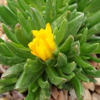 Delosperma congestum